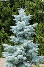 Attēlu rezultāti vaicājumam “Abies concolor”