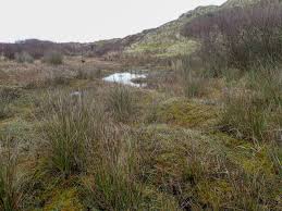 Attēlu rezultāti vaicājumam “Drepanocladus lycopodioides”