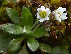 Attēlu rezultāti vaicājumam “Erophila verna flower”