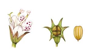 Attēlu rezultāti vaicājumam “Lycopus europaeus flower”