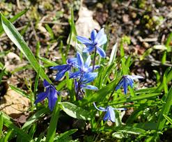 Attēlu rezultāti vaicājumam “Scilla siberica”