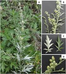 Image result for Artemisia vulgaris