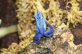 Image result for blauer baumsteiger