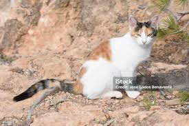 Attēlu rezultāti vaicājumam “Felis silvestris catus”