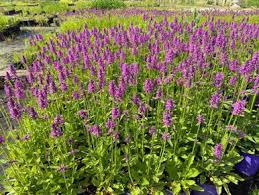 Attēlu rezultāti vaicājumam “Stachys”