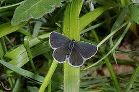 Attēlu rezultāti vaicājumam “Cupido minimus underside”