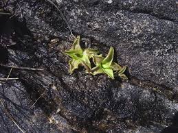 Attēlu rezultāti vaicājumam “Pinguicula vulgaris fruit”