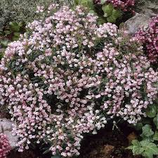 Attēlu rezultāti vaicājumam “Andromeda polifolia”