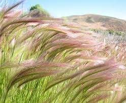 Attēlu rezultāti vaicājumam “Hordeum jubatum”