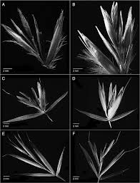 Attēlu rezultāti vaicājumam “Helictotrichon pubescens”