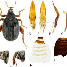 Attēlu rezultāti vaicājumam “Hylastes sp.”
