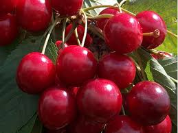 Attēlu rezultāti vaicājumam “Cerasus fruit”