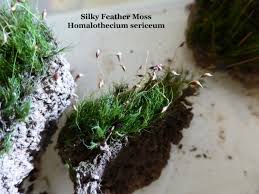 Attēlu rezultāti vaicājumam “Homalothecium sericeum”