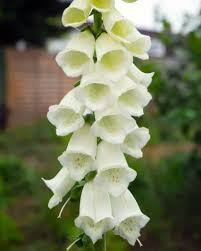 Attēlu rezultāti vaicājumam “Digitalis purpurea”