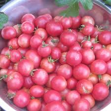 Afbeeldingsresultaat voor brandywine cherry tomato