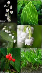 Attēlu rezultāti vaicājumam “Convallaria majalis fruit”