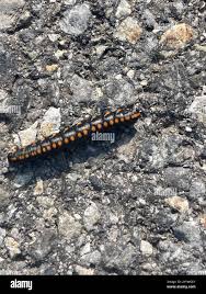 Attēlu rezultāti vaicājumam “Cucullia lucifuga”