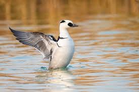 Attēlu rezultāti vaicājumam “Mergus albellus”