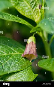 Attēlu rezultāti vaicājumam “Scopolia carniolica leaf”