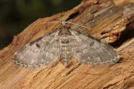 Attēlu rezultāti vaicājumam “Eupithecia tantillaria”