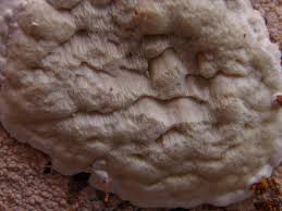 Attēlu rezultāti vaicājumam “Gloeoporus pannocinctus”