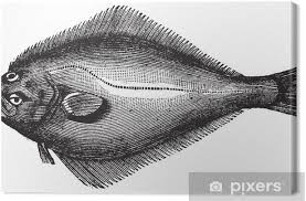 Image result for Hippoglossus hippoglossus