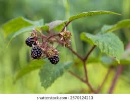 Image result for Rubus sectio