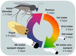 Attēlu rezultāti vaicājumam “Sciara analis”