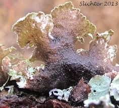 Attēlu rezultāti vaicājumam “Platismatia glauca”