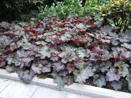 Image result for HEUCHERA americana 'Palace Purple Auslese'