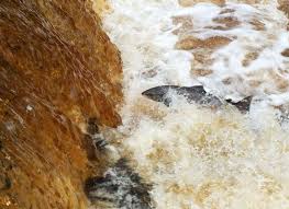 Image result for Annbank Angling Club