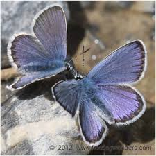 Attēlu rezultāti vaicājumam “Plebejus idas underside”