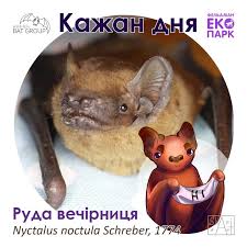 Attēlu rezultāti vaicājumam “Nyctalus noctula”