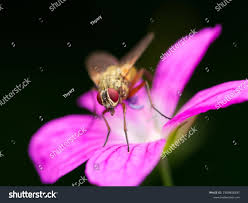 Attēlu rezultāti vaicājumam “Angelica palustris flower”