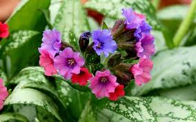 Attēlu rezultāti vaicājumam “Pulmonaria saccharata”