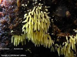 Attēlu rezultāti vaicājumam “Mucronella calva”