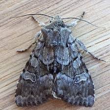 Attēlu rezultāti vaicājumam “Apamea sordens”