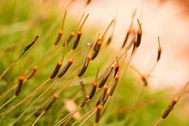 Attēlu rezultāti vaicājumam “Atrichum flavisetum”