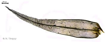 Attēlu rezultāti vaicājumam “Dicranum polysetum”