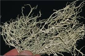 Attēlu rezultāti vaicājumam “Evernia divaricata”