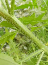 Attēlu rezultāti vaicājumam “Sisymbrium loeselii leaf”