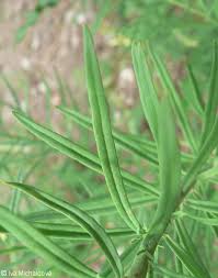 Attēlu rezultāti vaicājumam “Linaria loeselii”