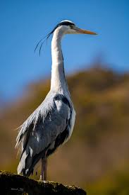 Attēlu rezultāti vaicājumam “Ardea cinerea”