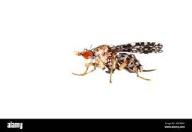 Attēlu rezultāti vaicājumam “Trypetoptera punctulata”