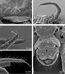Attēlu rezultāti vaicājumam “Geophilidae”