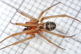 Attēlu rezultāti vaicājumam “Steatoda grossa”