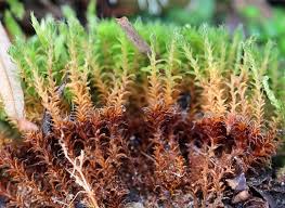 Attēlu rezultāti vaicājumam “Syntrichia”