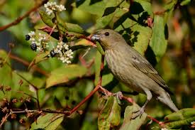 Attēlu rezultāti vaicājumam “Carpodacus erythrinus adult”