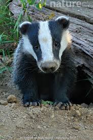 Attēlu rezultāti vaicājumam “Meles meles”