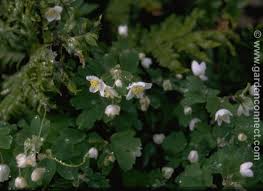 Attēlu rezultāti vaicājumam “Isopyrum thalictroides flower”